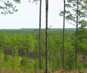 A scenic overlook in Kisatchie National Forest, showcasing a vast pine forest with scattered trees in the foreground and an open sky above.
