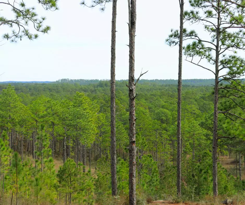 A scenic overlook in Kisatchie National Forest, showcasing a vast pine forest with scattered trees in the foreground and an open sky above.