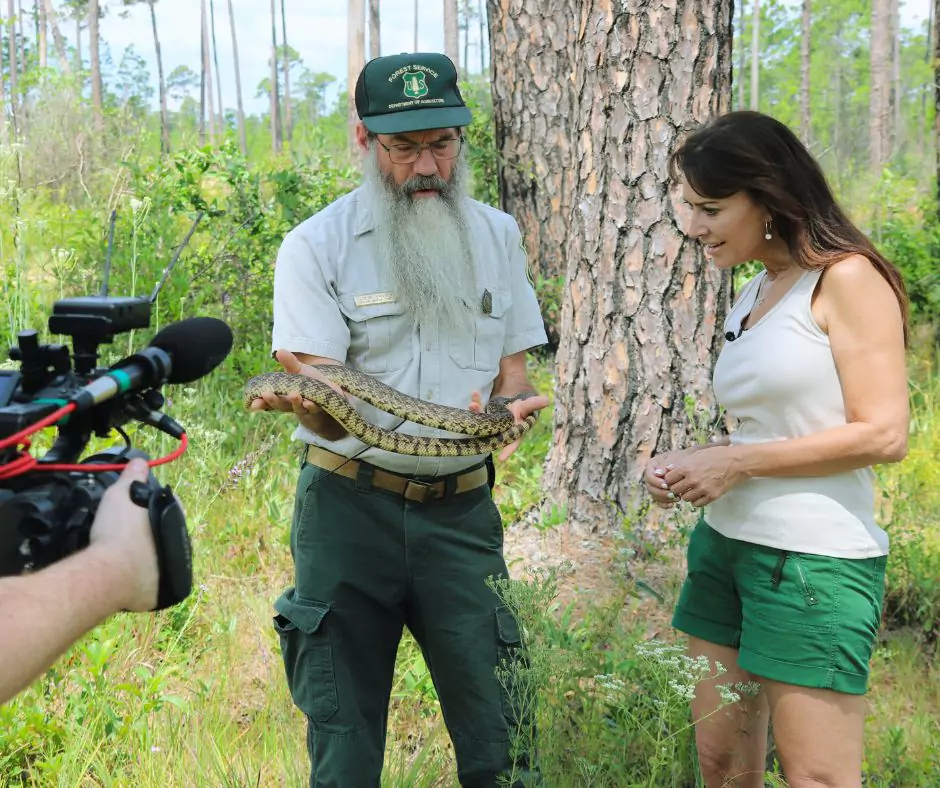 A forest ranger holding a large, non-venomous snake educates a woman about local wildlife as a camera operator films the interaction in Kisatchie National Forest.
