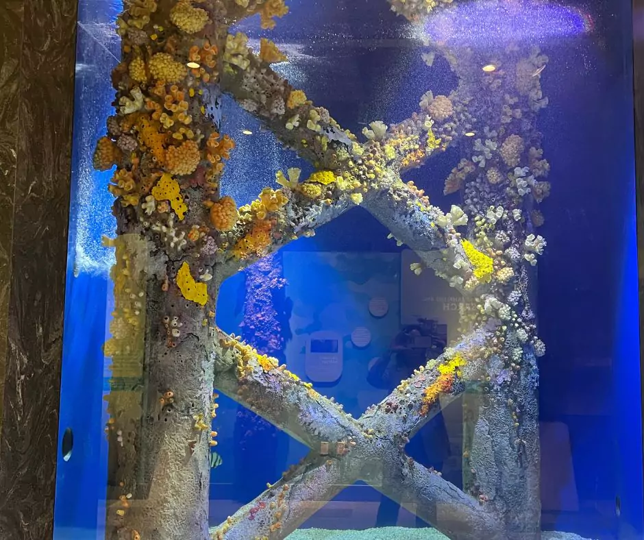 Coral-encrusted oil rig structure in Port Wonder’s Rig to Reef Tank showcasing how marine life thrives on artificial reef habitats.